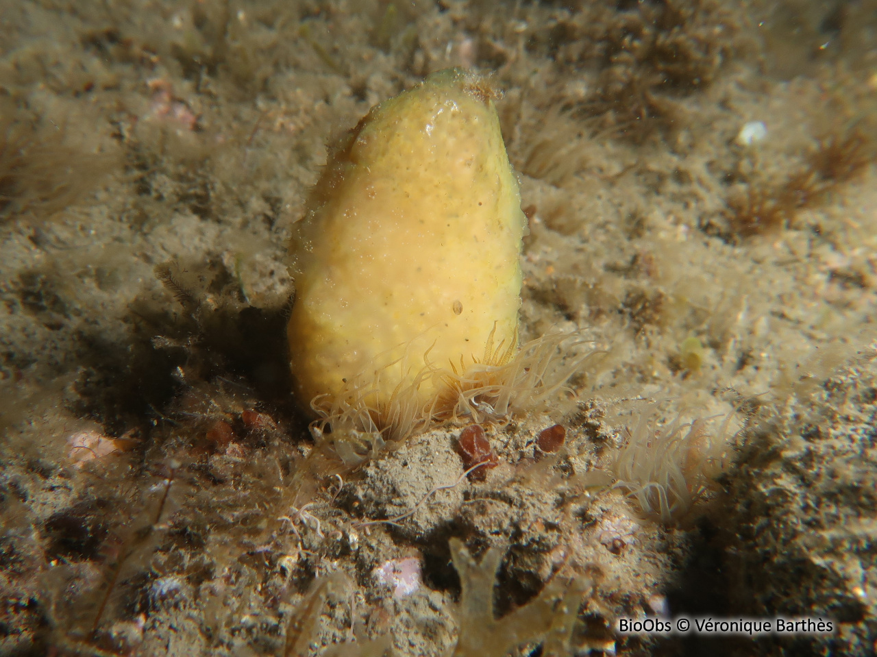 Couenne de mer de Méditerranée - Pseudodistoma crucigaster - Véronique Barthès - BioObs