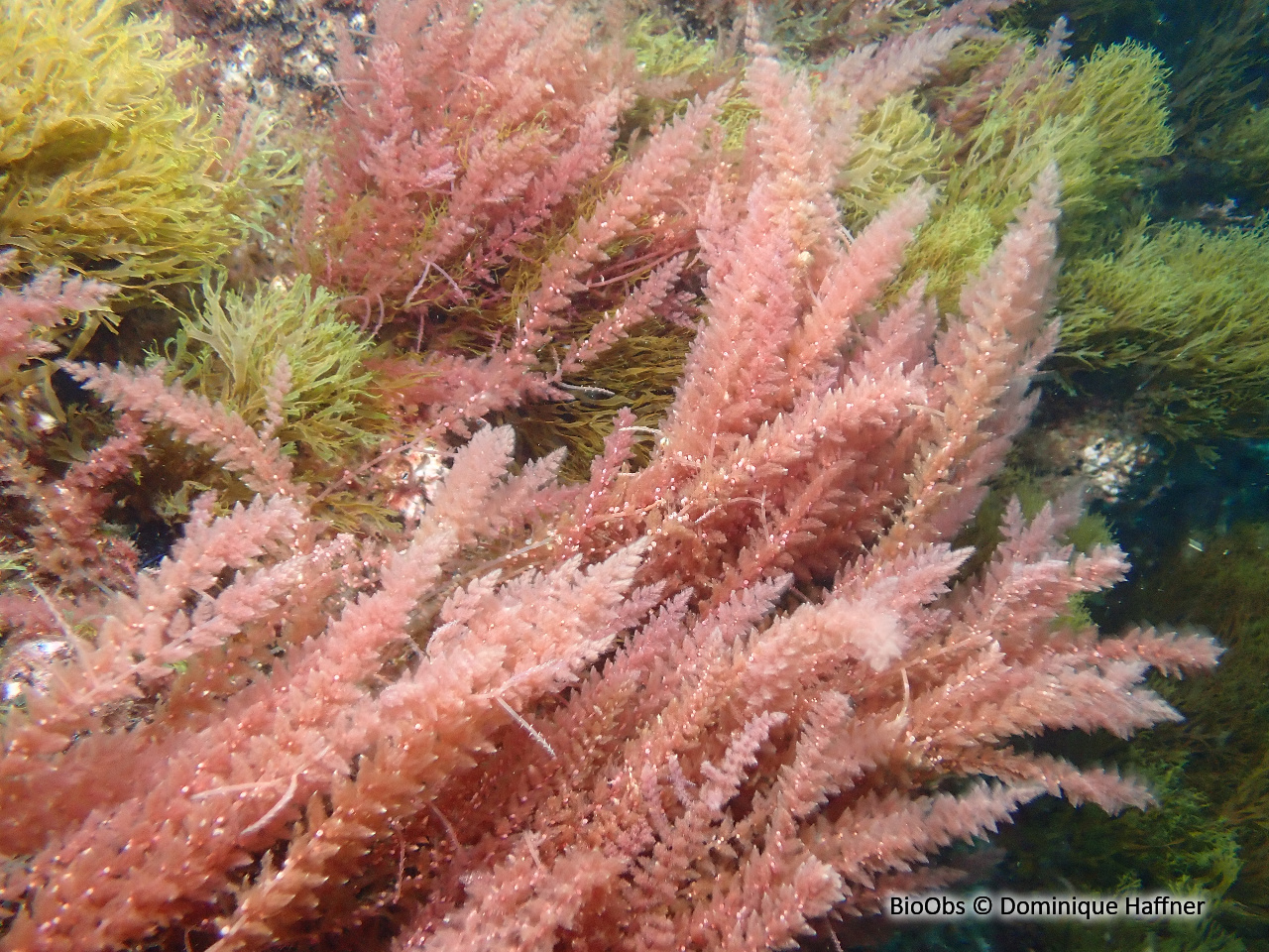 Algue à crochets - Asparagopsis armata - Dominique Haffner - BioObs