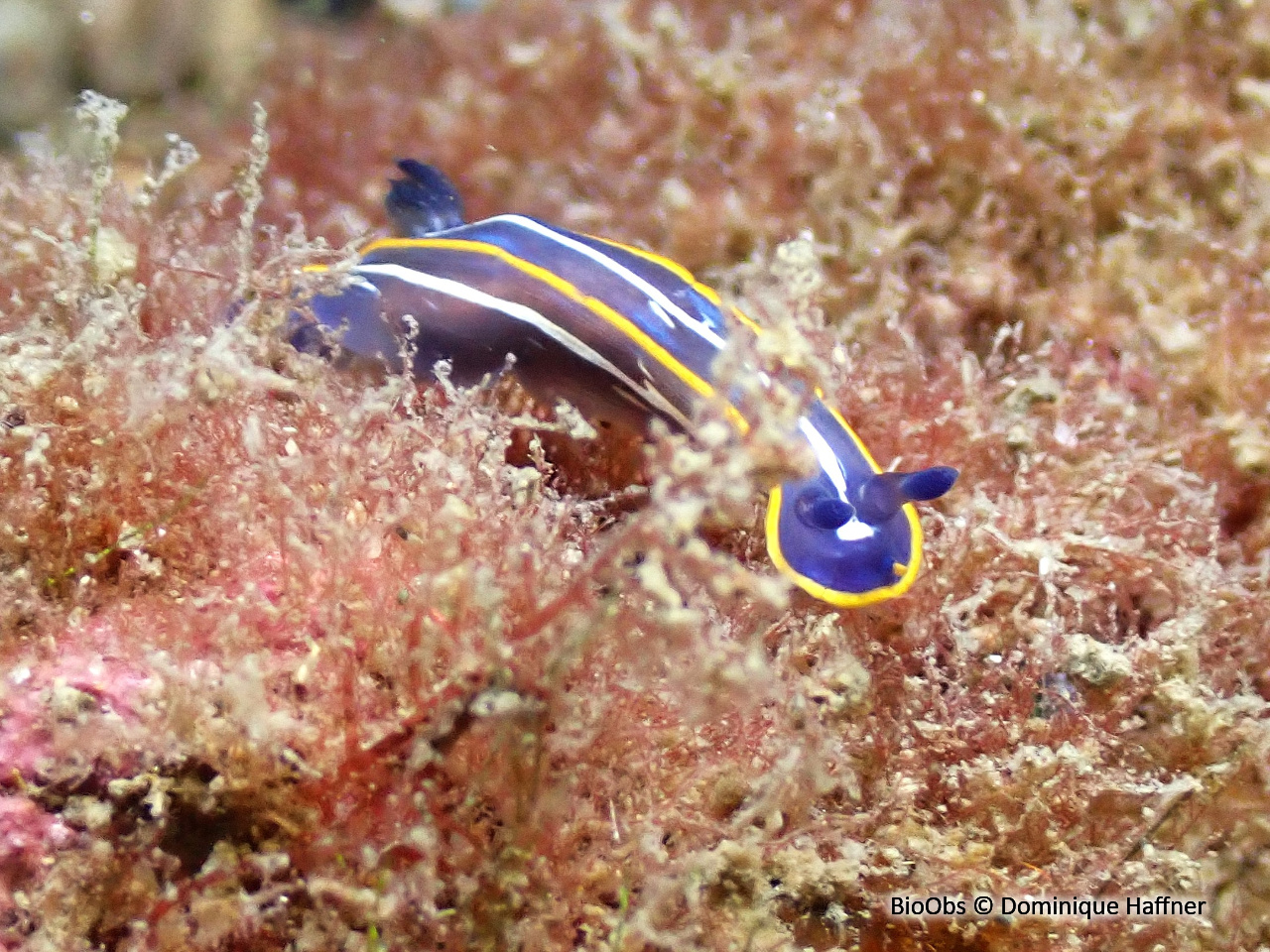 Doris de Fontandrau - Felimare fontandraui - Dominique Haffner - BioObs