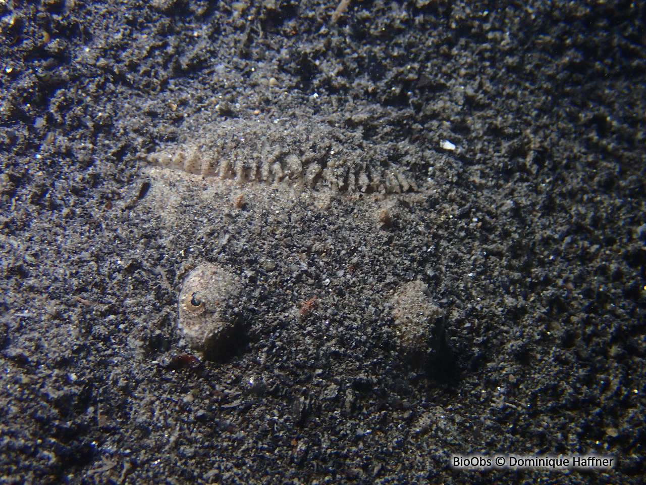 Uranoscope - Uranoscopus scaber - Dominique Haffner - BioObs