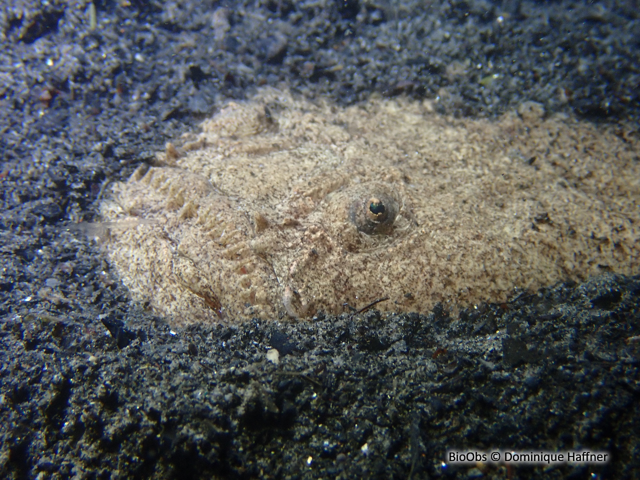 Uranoscope - Uranoscopus scaber - Dominique Haffner - BioObs