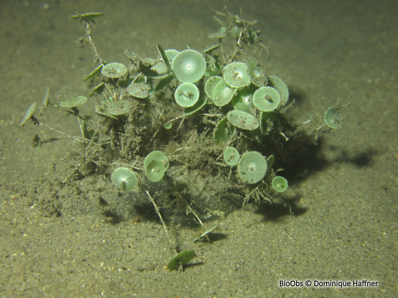 Acétabulaire - Acetabularia acetabulum - Dominique Haffner - BioObs