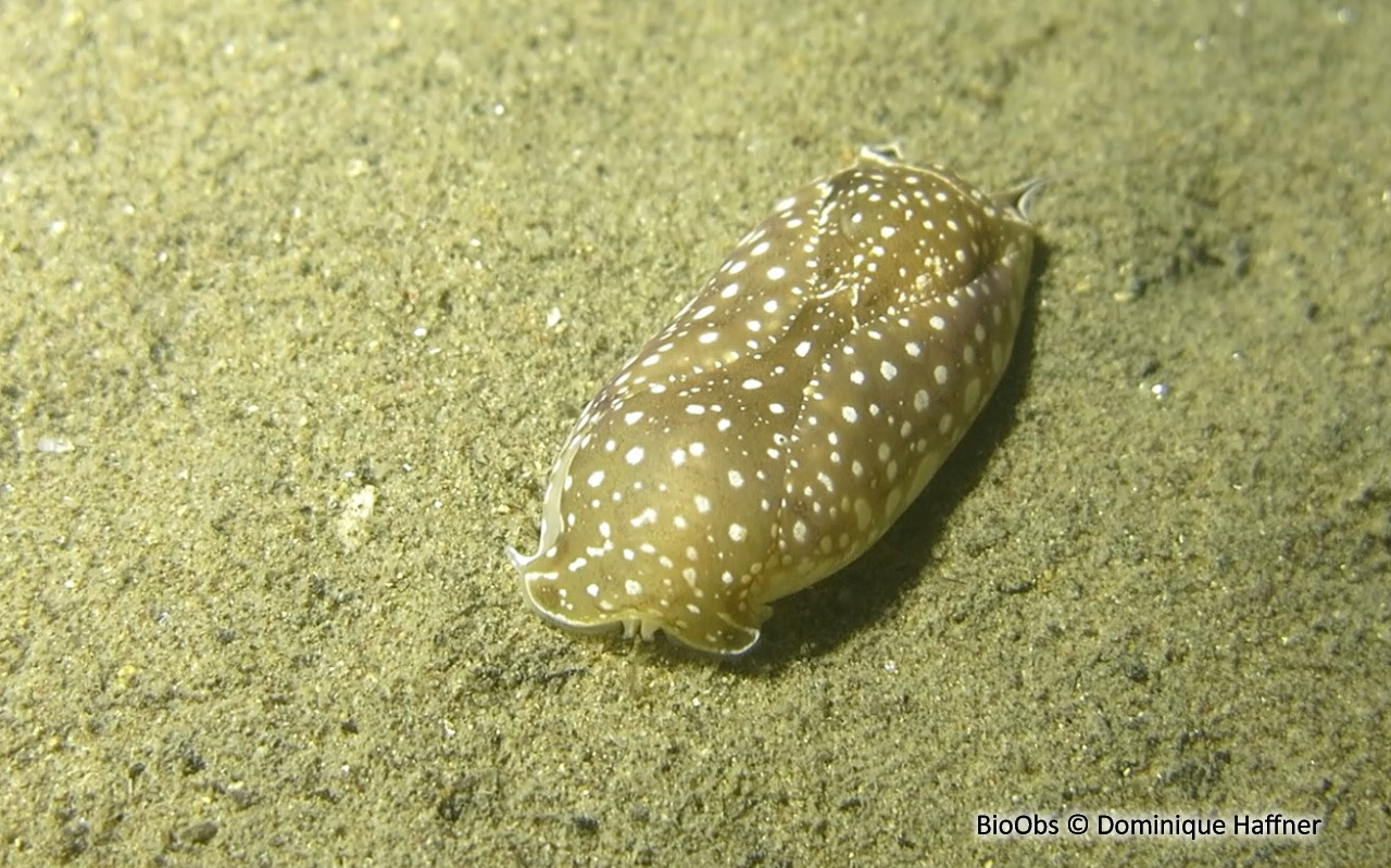 Aglaja ponctuée - Aglaja tricolorata - Dominique Haffner - BioObs