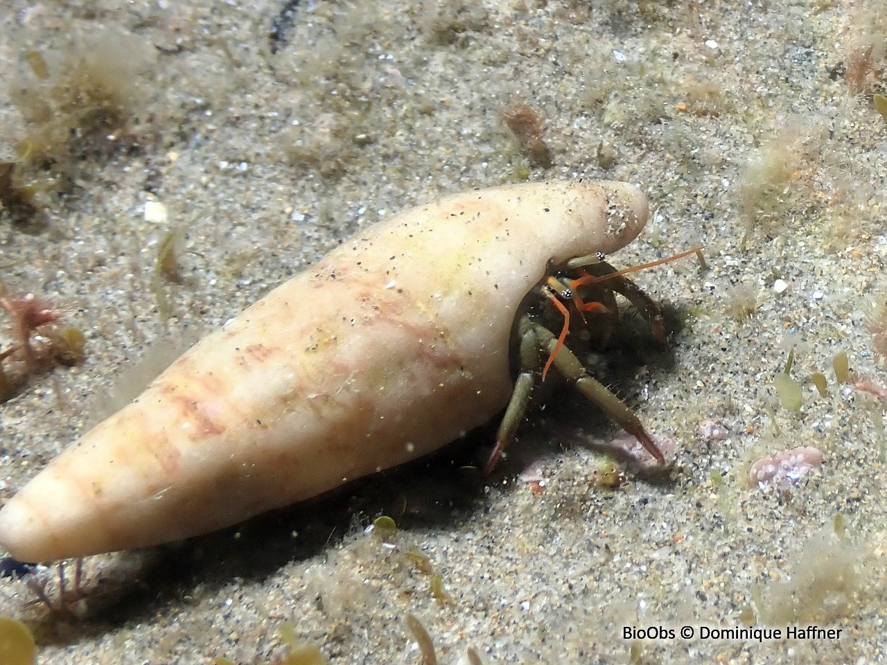 Pagure des rochers - Clibanarius erythropus - Dominique Haffner - BioObs