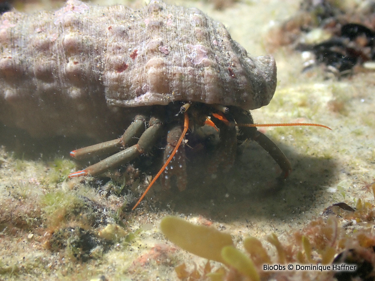 Pagure des rochers - Clibanarius erythropus - Dominique Haffner - BioObs