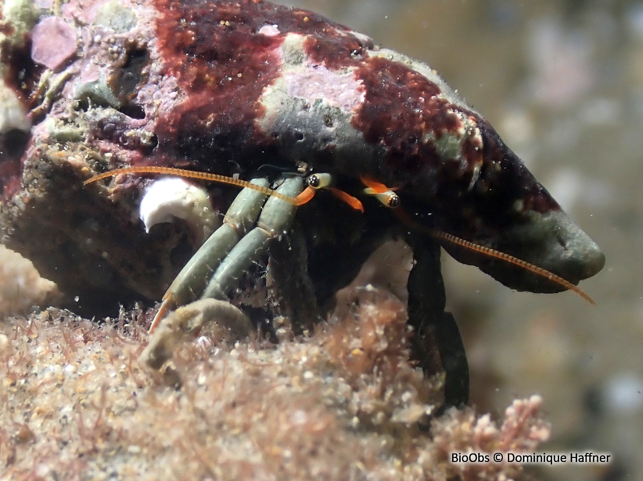 Pagure des rochers - Clibanarius erythropus - Dominique Haffner - BioObs
