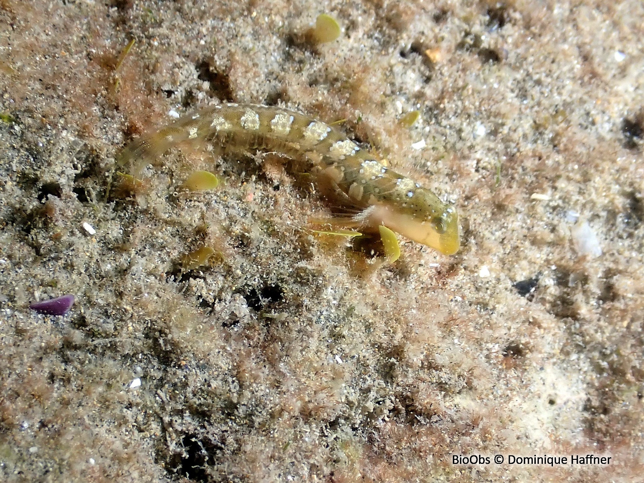 Blennie dalmate - Microlipophrys dalmatinus - Dominique Haffner - BioObs