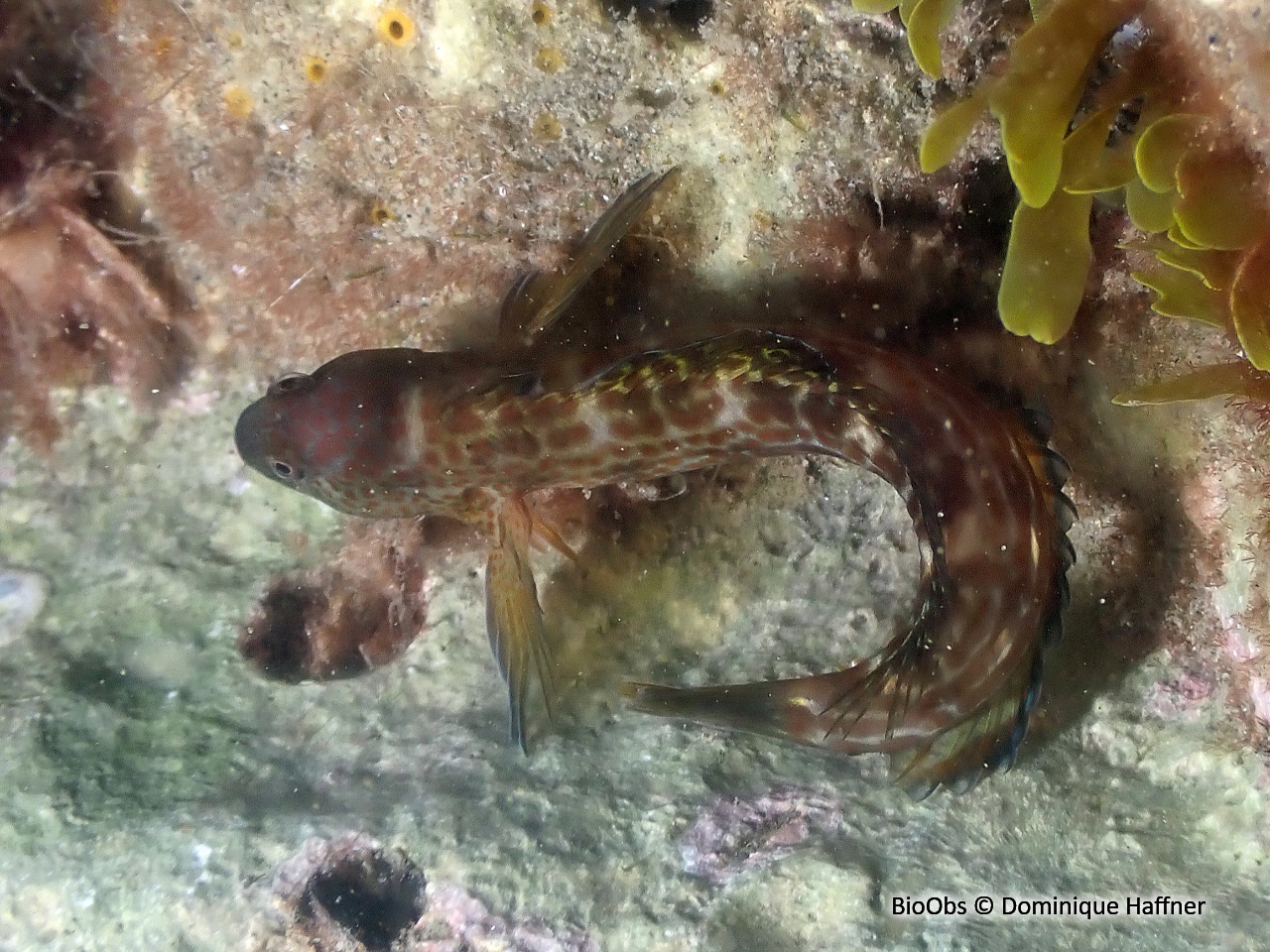 Blennie de Caneva - Microlipophrys canevae - Dominique Haffner - BioObs