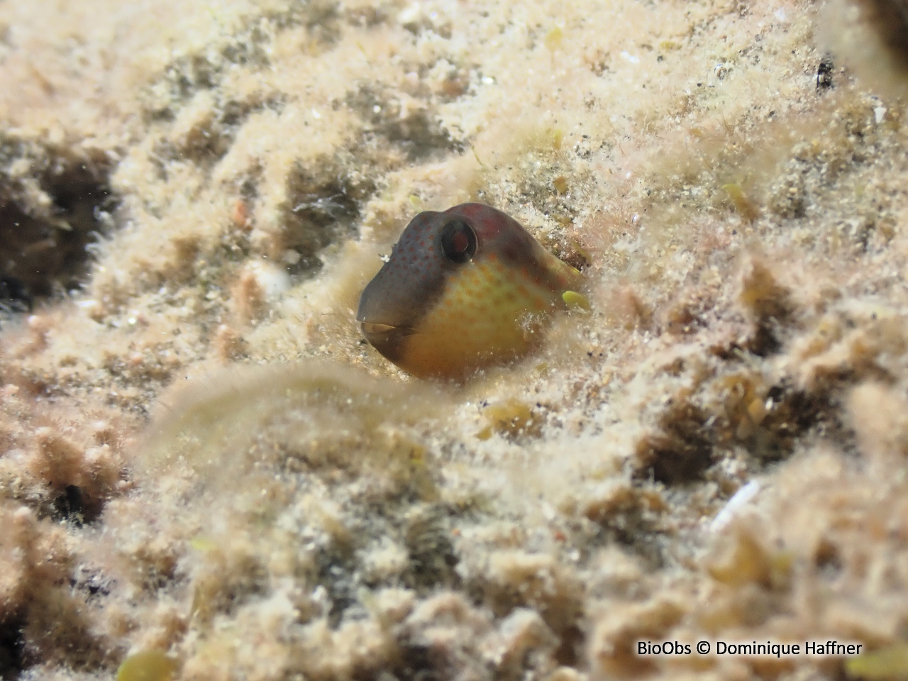 Blennie de Caneva - Microlipophrys canevae - Dominique Haffner - BioObs