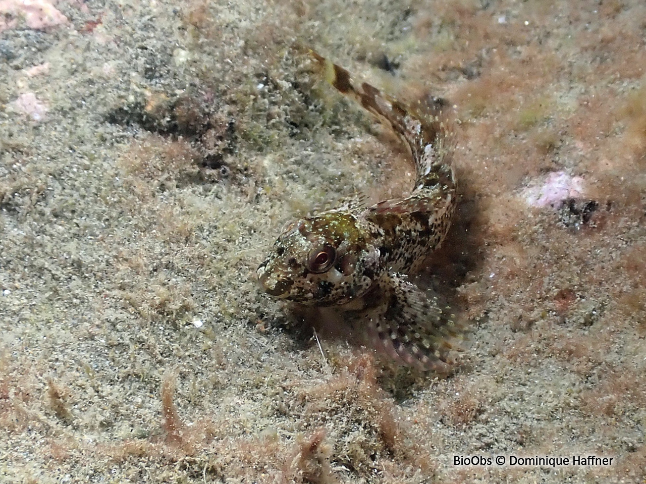 Blennie trigloïde - Lipophrys trigloides - Dominique Haffner - BioObs