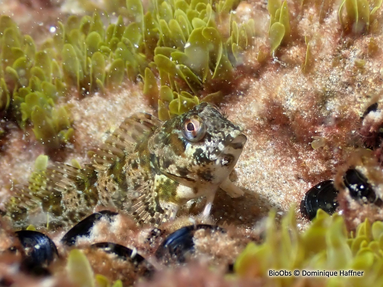 Blennie trigloïde - Lipophrys trigloides - Dominique Haffner - BioObs