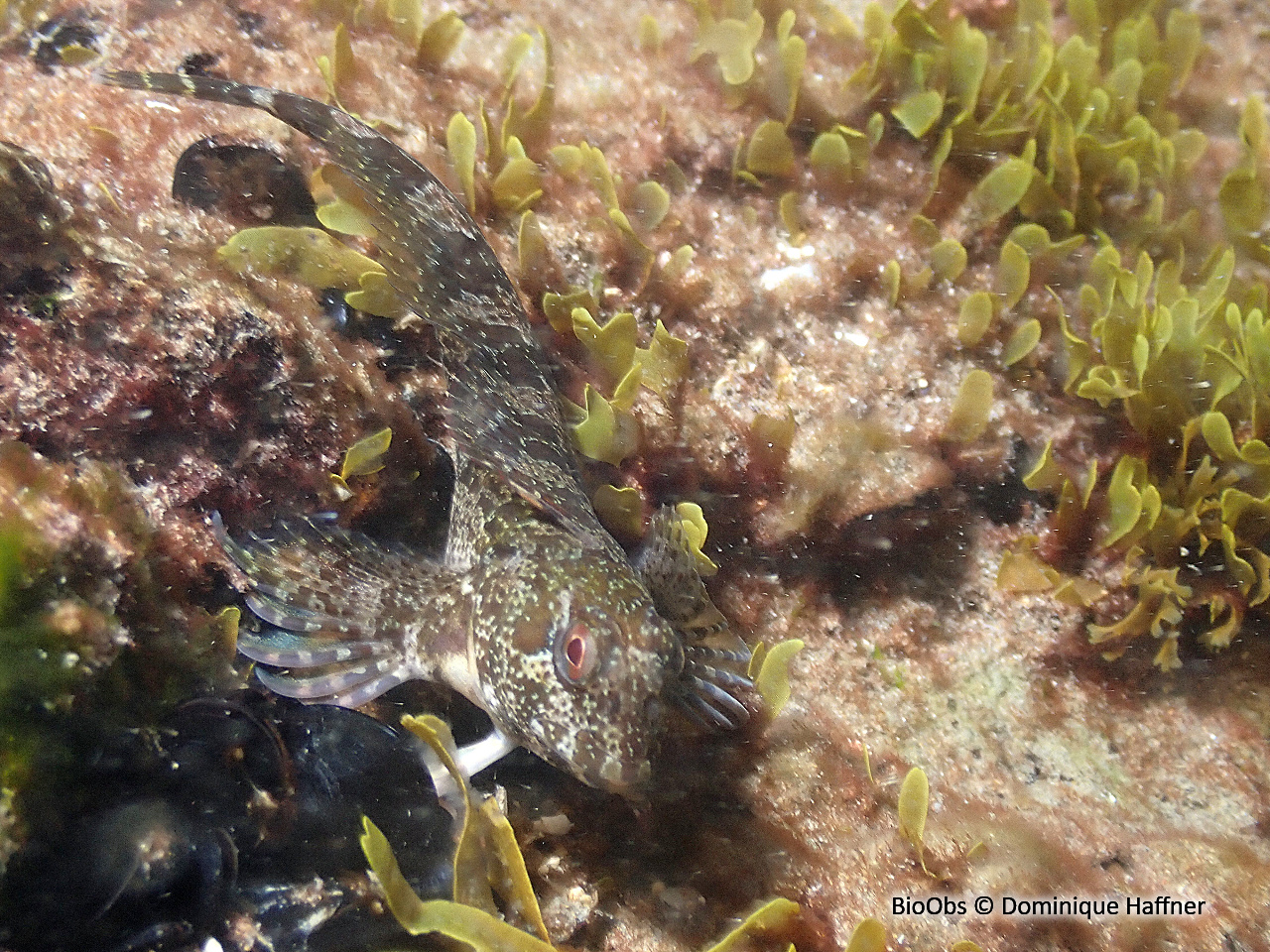 Blennie trigloïde - Lipophrys trigloides - Dominique Haffner - BioObs