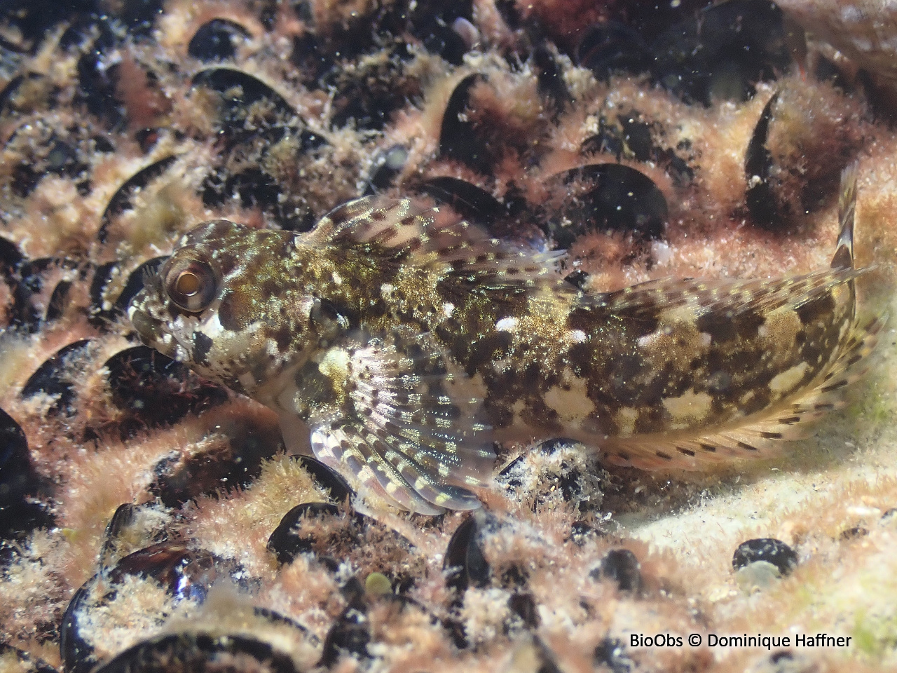 Blennie trigloïde - Lipophrys trigloides - Dominique Haffner - BioObs