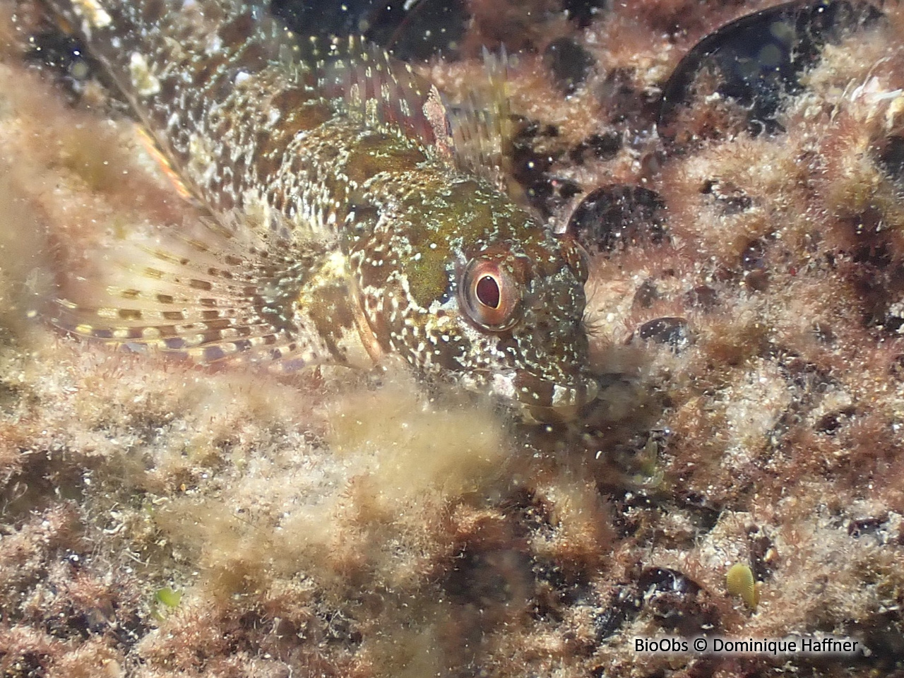 Blennie trigloïde - Lipophrys trigloides - Dominique Haffner - BioObs