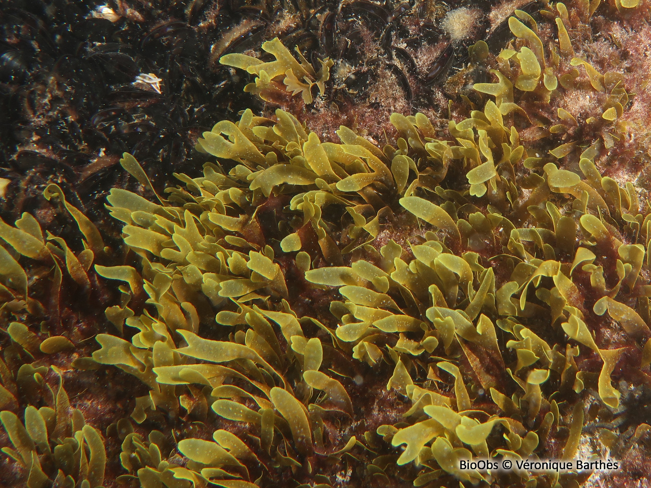 Dictyote spatulée - Dictyota spiralis - Véronique Barthès - BioObs