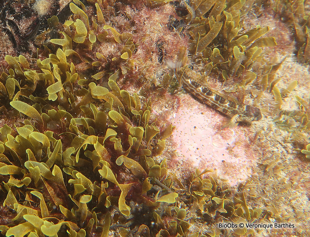 Blennie de Caneva - Microlipophrys canevae - Véronique Barthès - BioObs