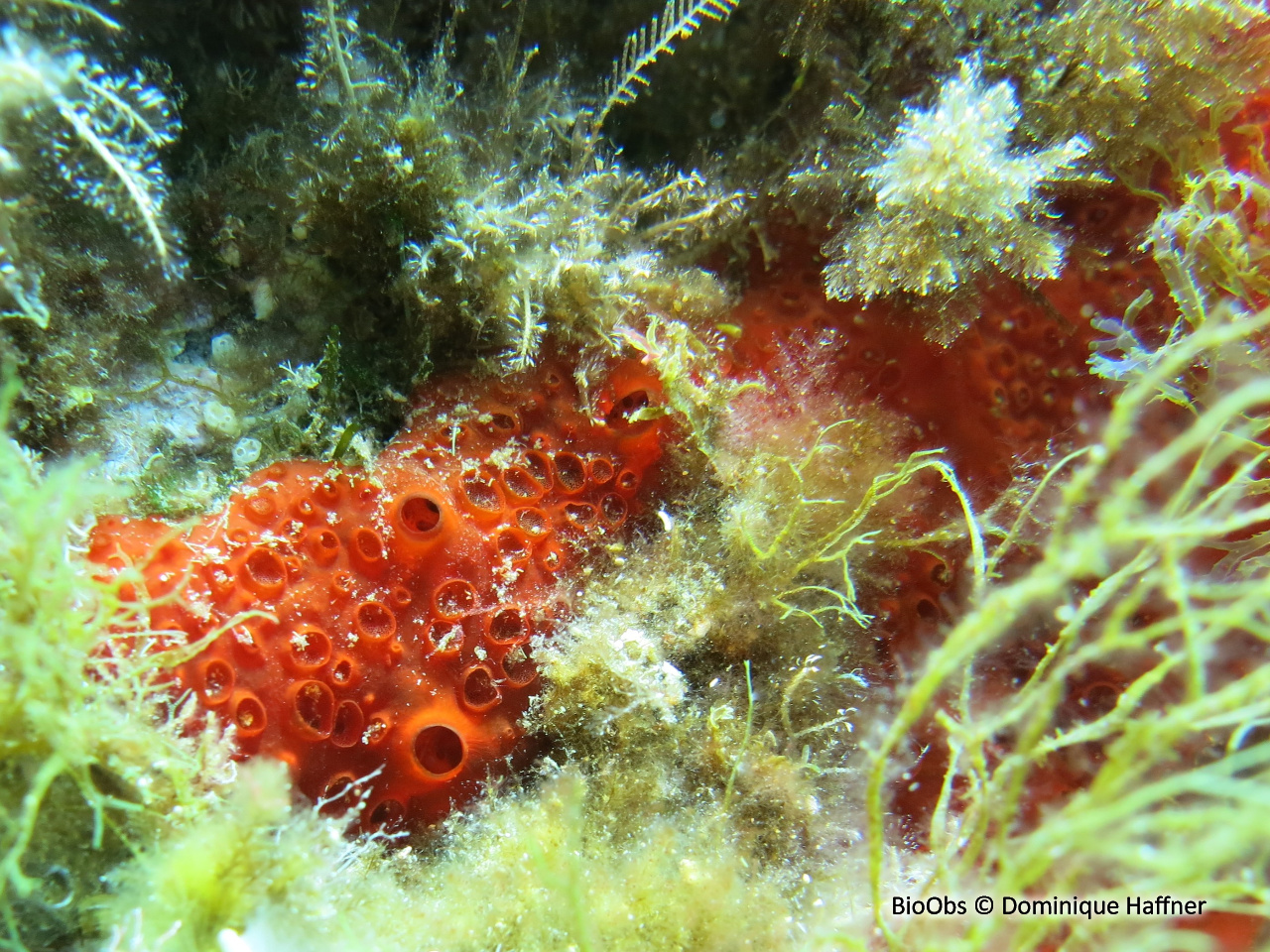 Eponge rouge à cratères - Phorbas topsenti - Dominique Haffner - BioObs