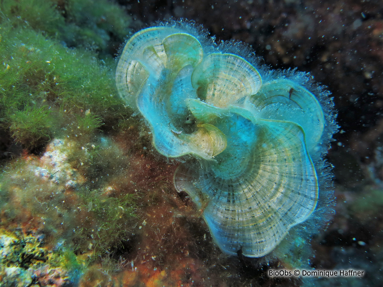 Padine queue de paon - Padina pavonica - Dominique Haffner - BioObs