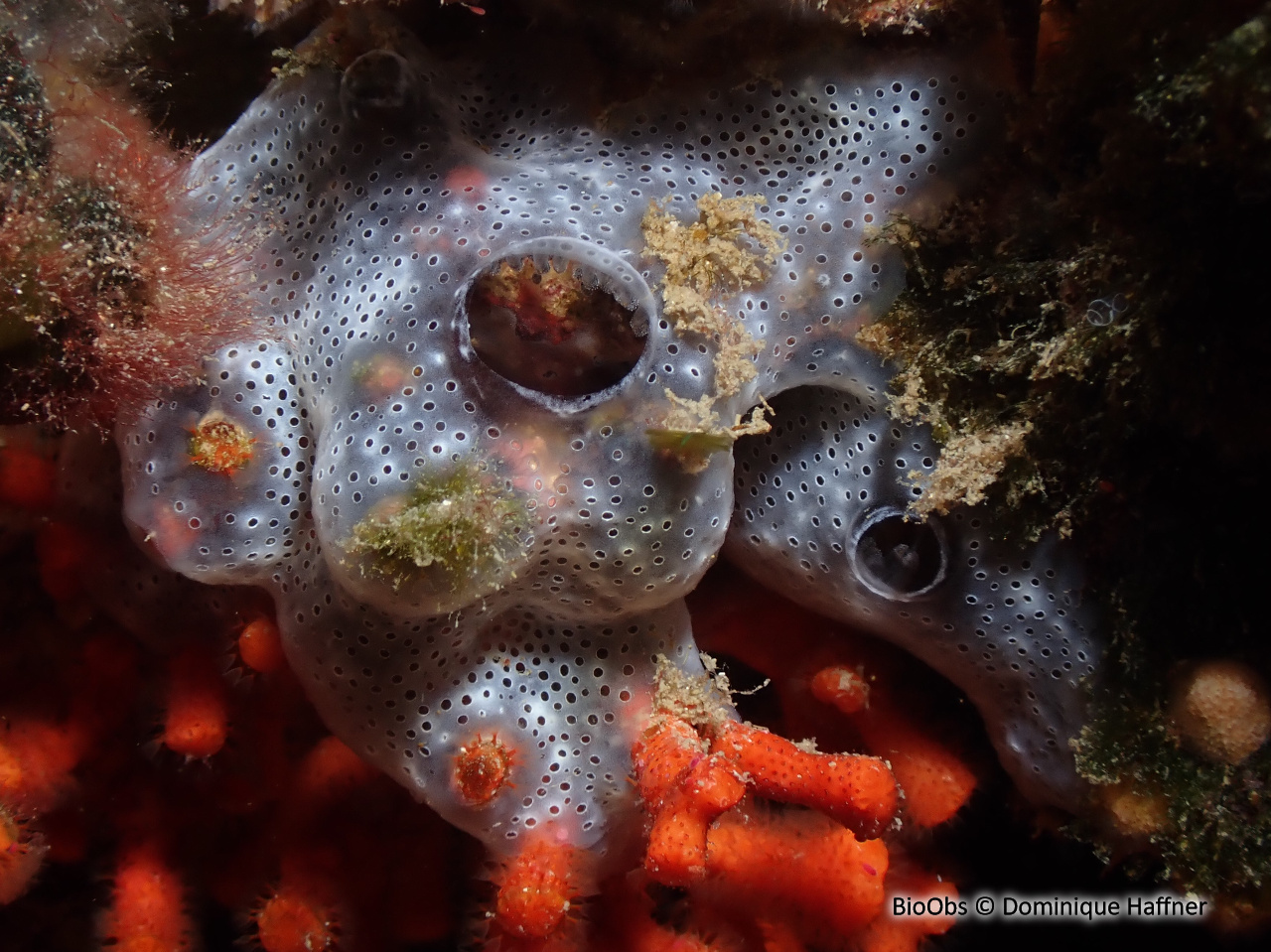 Didemne spongieux - Diplosoma spongiforme - Dominique Haffner - BioObs