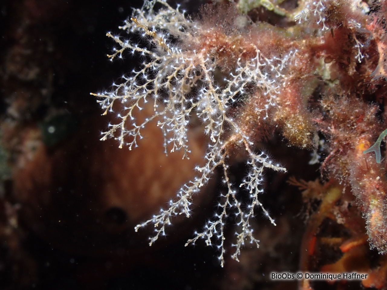 Sertularelle blanche - Sertularella crassicaulis - Dominique Haffner - BioObs