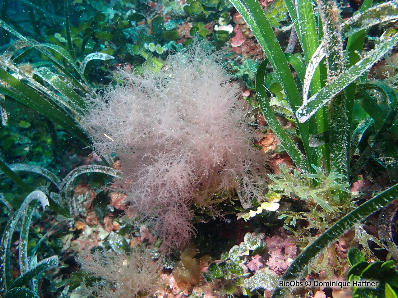 Acrosymphyton pourpre - Acrosymphyton purpuriferum - Dominique Haffner - BioObs