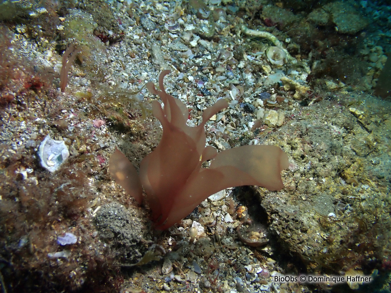 Sebdénie de Rodriguez - Sebdenia rodrigueziana - Dominique Haffner - BioObs