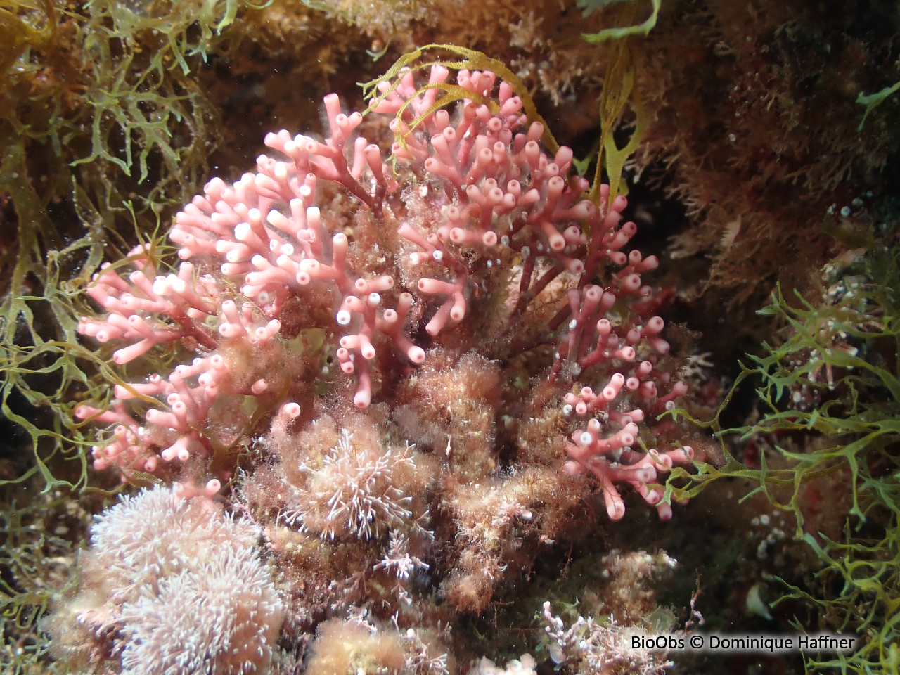 Tricléocarpe fragile - Tricleocarpa fragilis - Dominique Haffner - BioObs