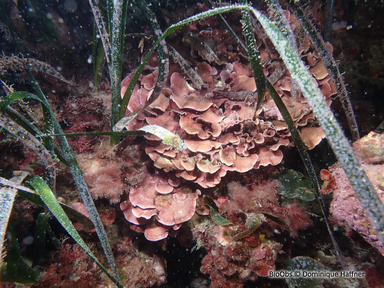 Grand mésophylle - Mesophyllum expansum - Dominique Haffner - BioObs