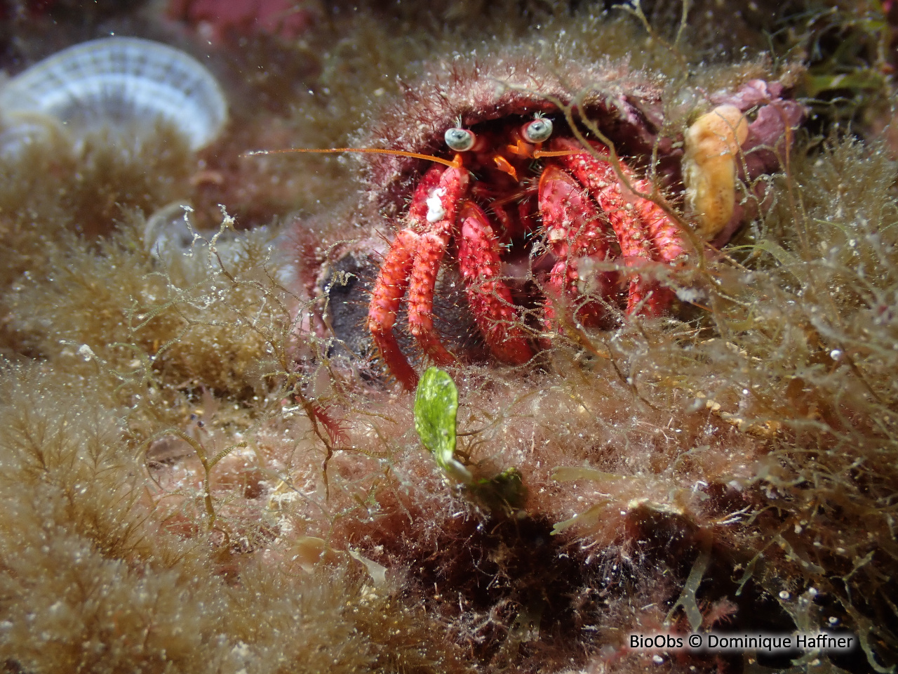 Grand pagure - Dardanus calidus - Dominique Haffner - BioObs