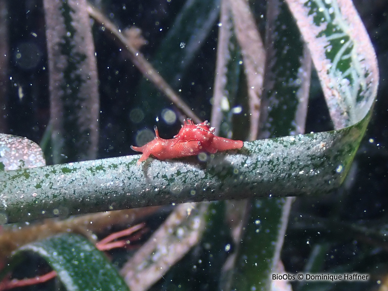 Aplysie naine - Aplysia parvula - Dominique Haffner - BioObs