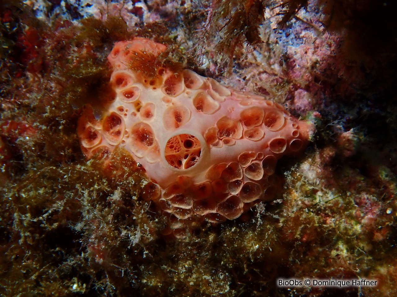 Eponge à cratères - Hemimycale columella - Dominique Haffner - BioObs