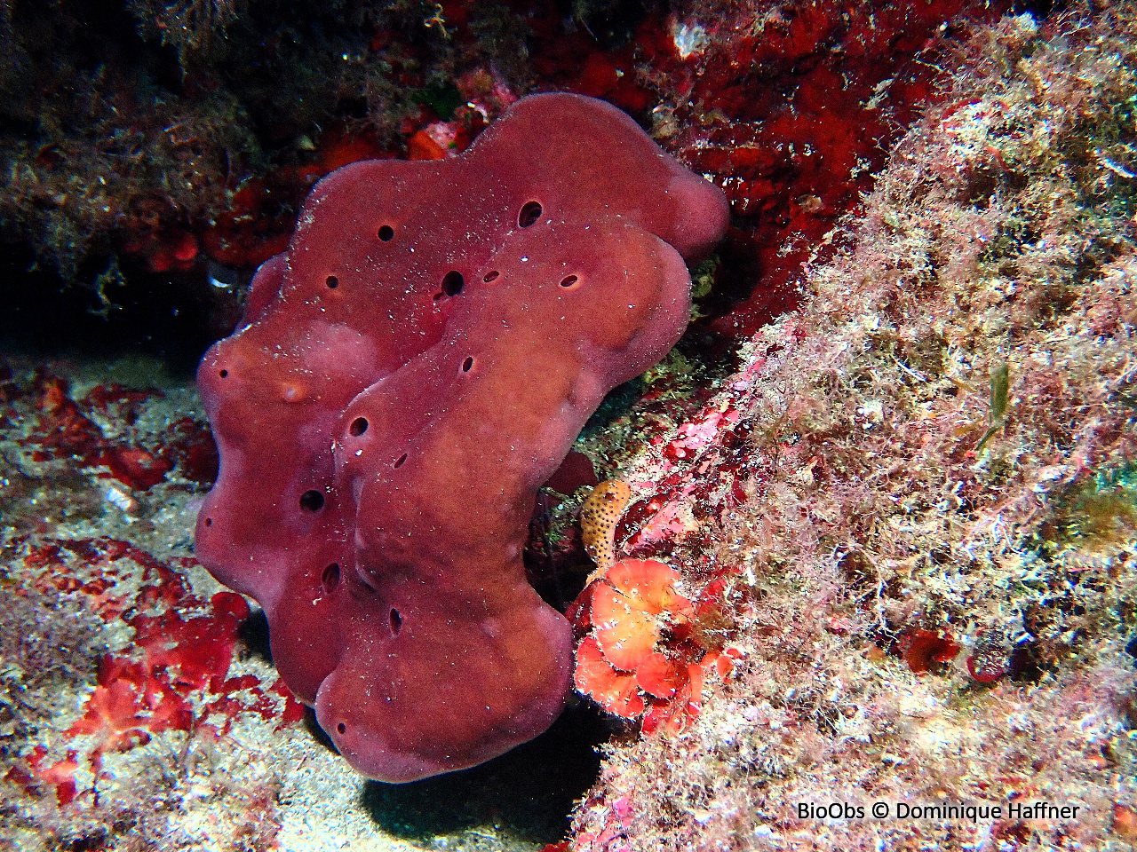 Eponge pierre - Petrosia (Petrosia) ficiformis - Dominique Haffner - BioObs