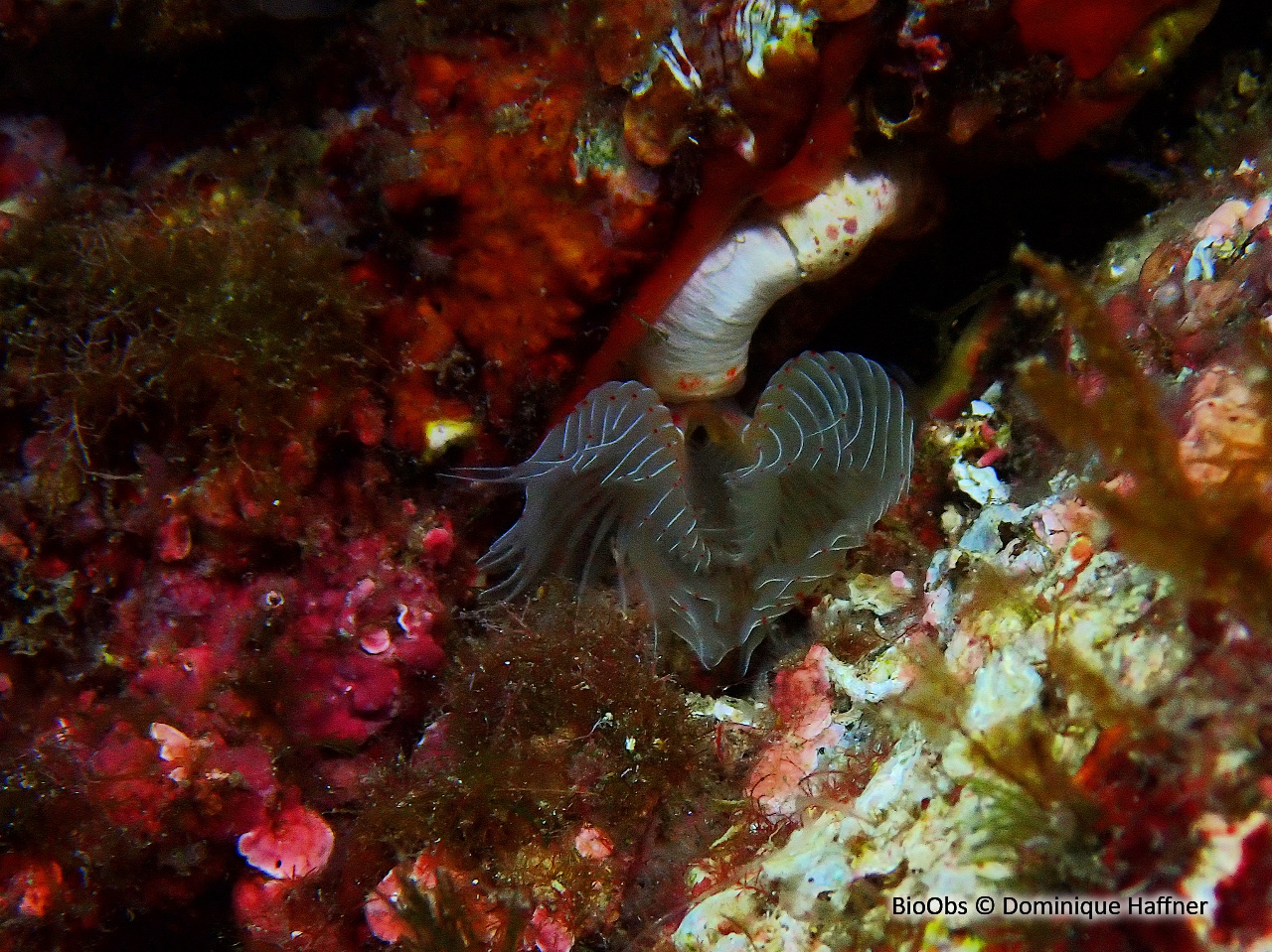 Protule lisse - Protula tubularia - Dominique Haffner - BioObs