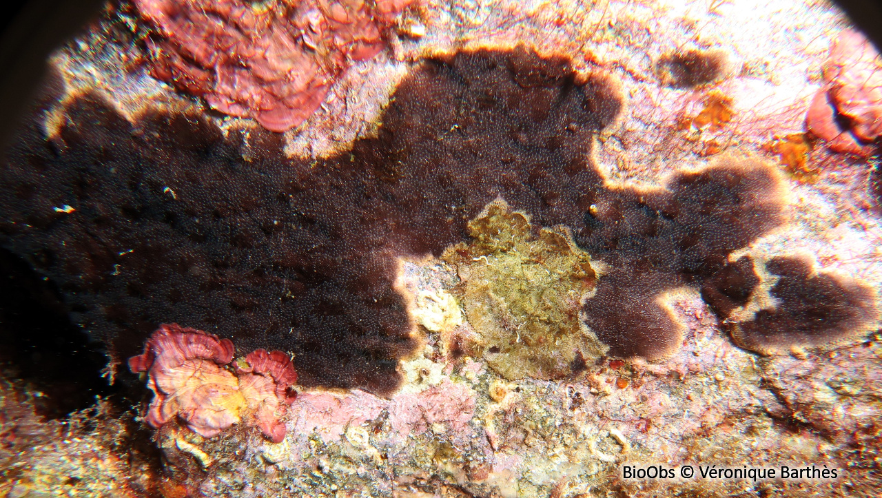 Bryozoaire encroûtant noir - Reptadeonella violacea - Véronique Barthès - BioObs