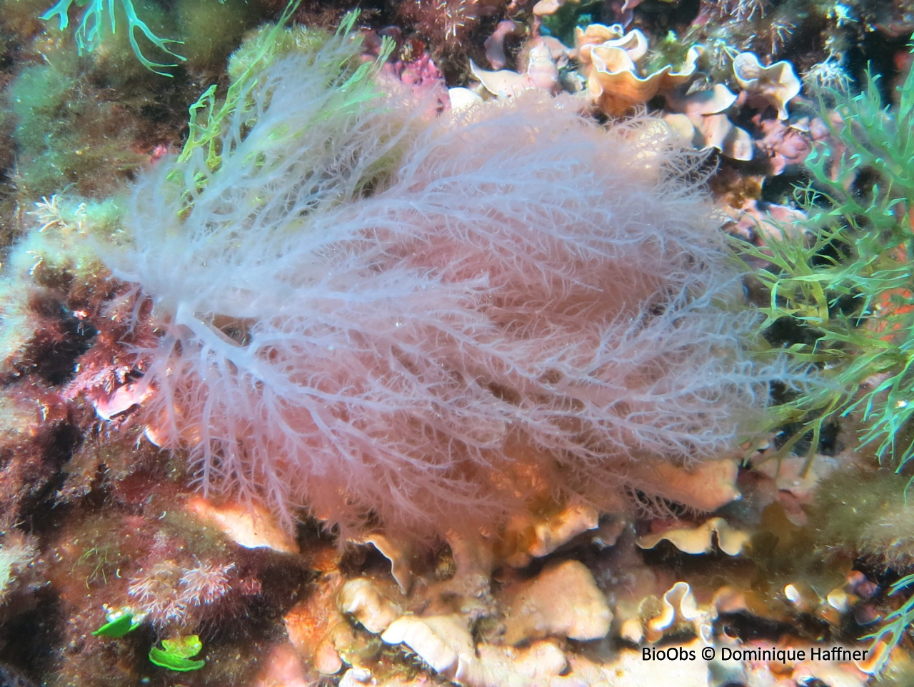 Acrosymphyton pourpre - Acrosymphyton purpuriferum - Dominique Haffner - BioObs