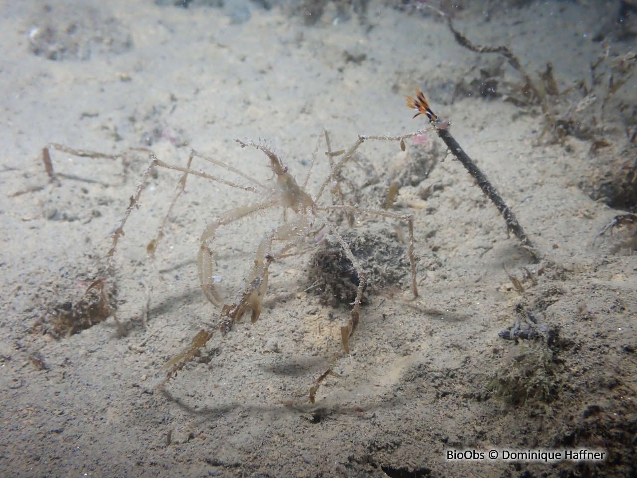 Araignée macropode (genre) - Macropodia - Dominique Haffner - BioObs