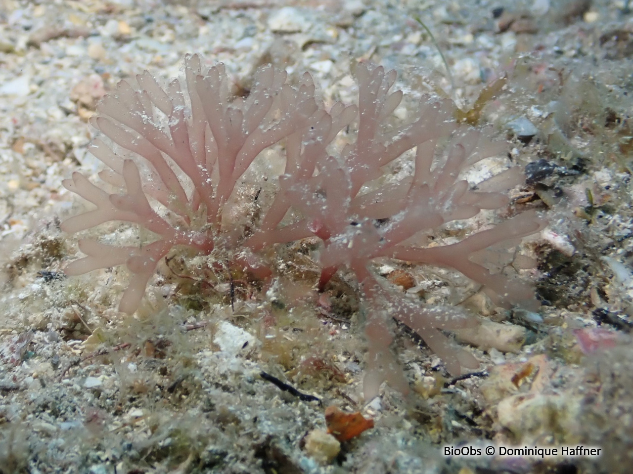 Algues rouges scinaia (genre) - Scinaia - Dominique Haffner - BioObs