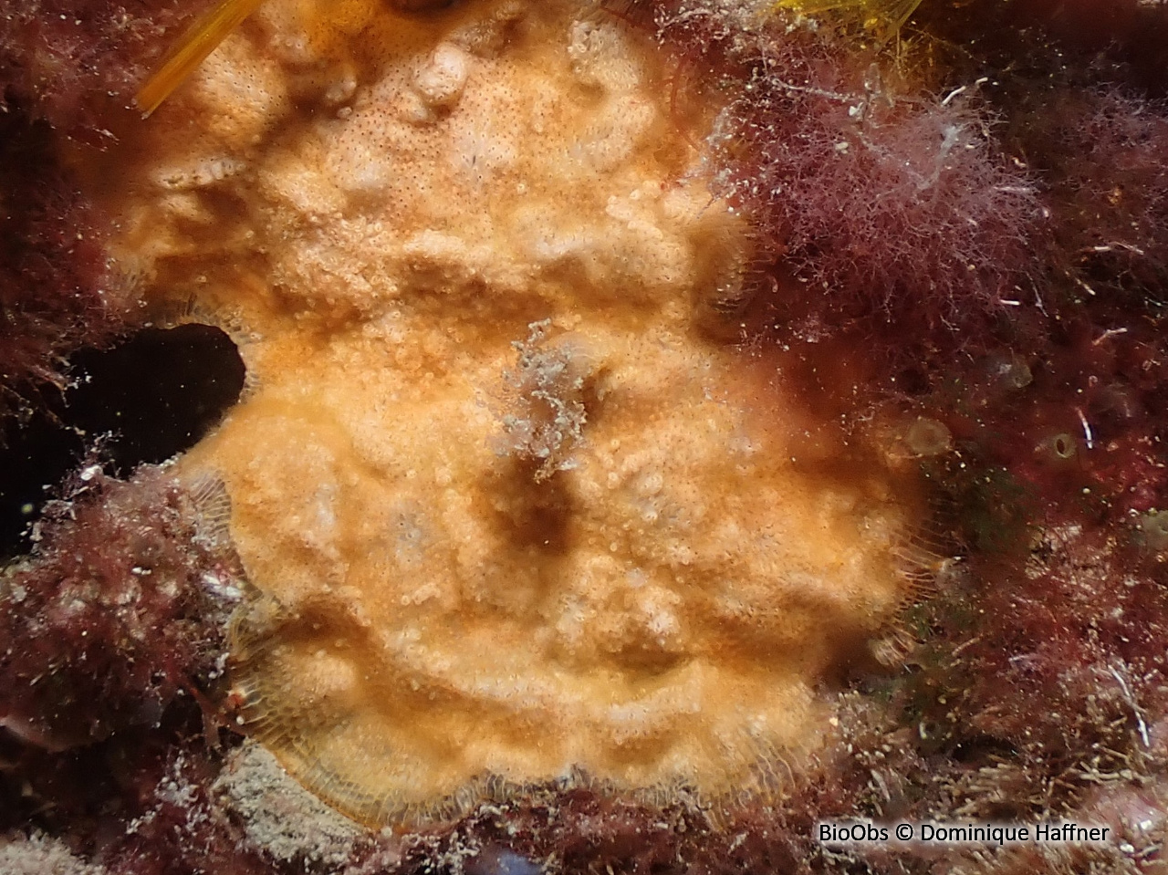 Parasmittine de Rouville - Parasmittina rouvillei - Dominique Haffner - BioObs