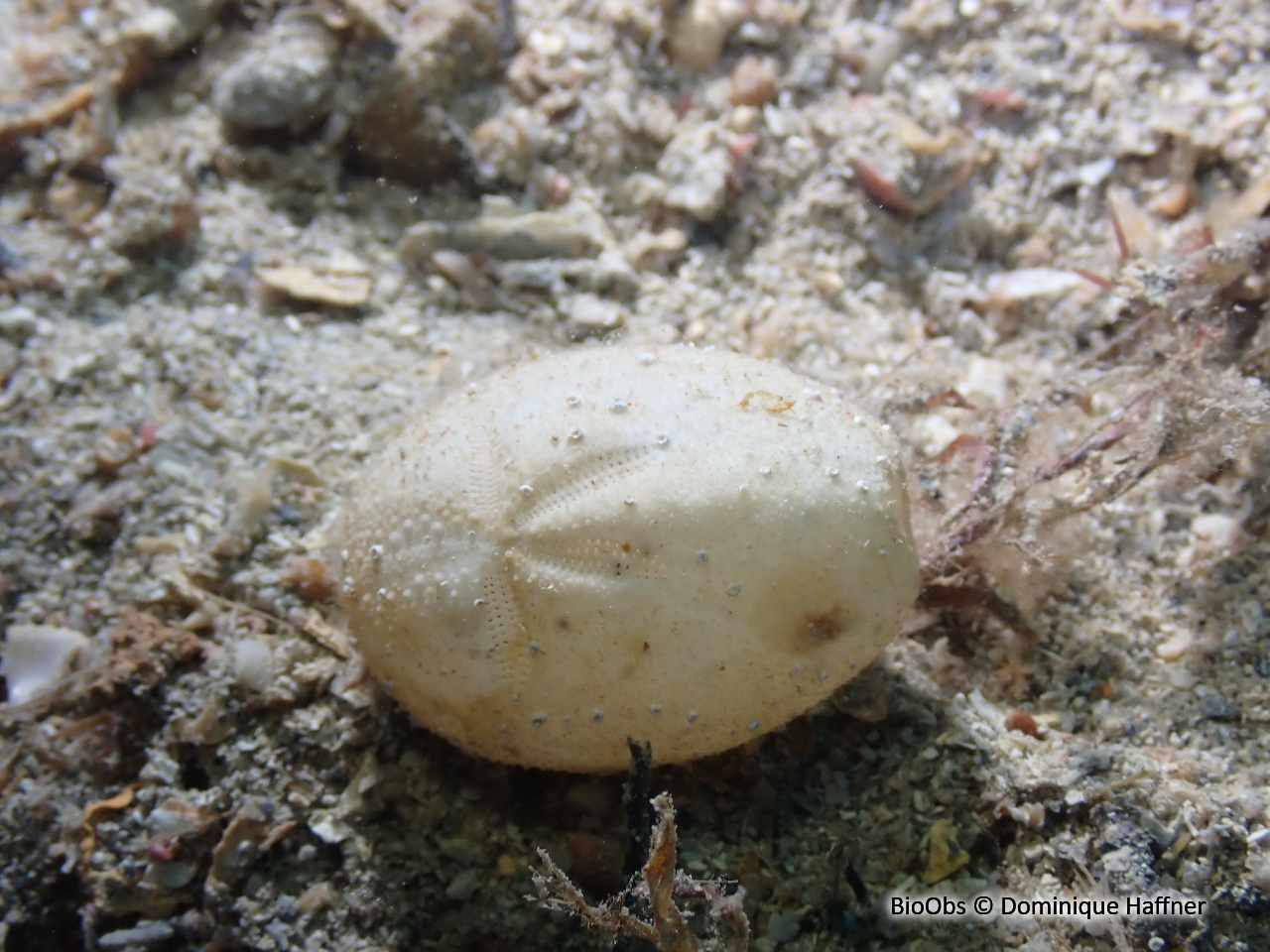 Oursin de sable gris - Brissus unicolor - Dominique Haffner - BioObs