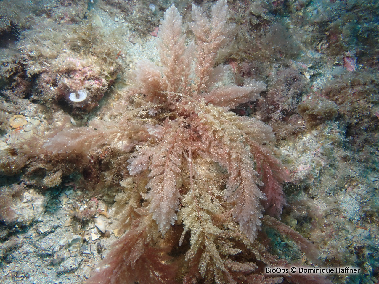 Algue chevelue rouge - Asparagopsis taxiformis - Dominique Haffner - BioObs