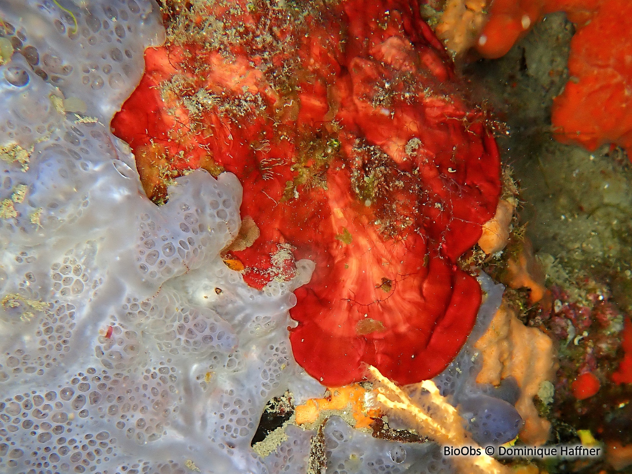 Peyssonnele calcifiée - Peyssonnelia rosa-marina - Dominique Haffner - BioObs