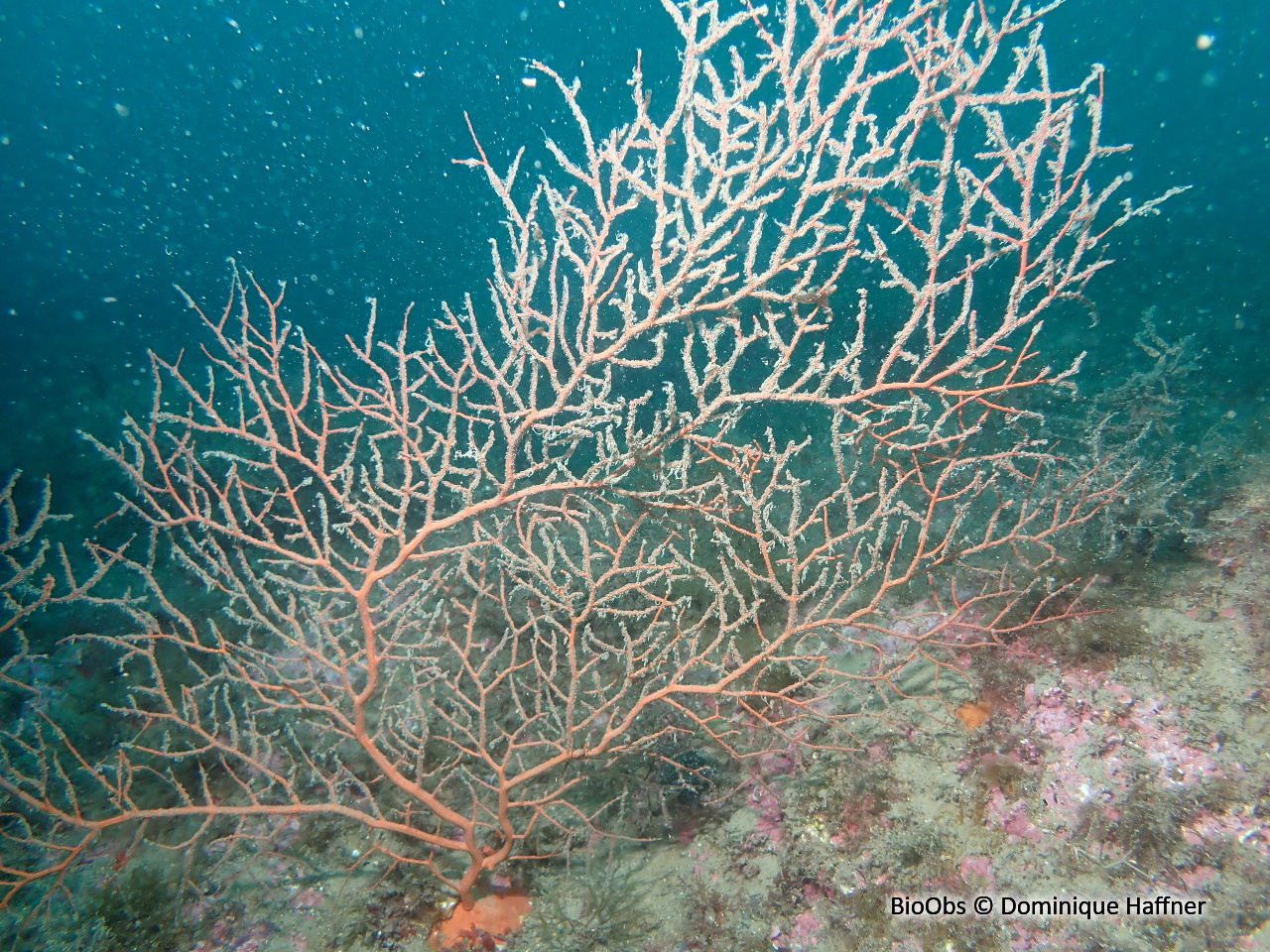 Gorgone orange - Leptogorgia sarmentosa - Dominique Haffner - BioObs
