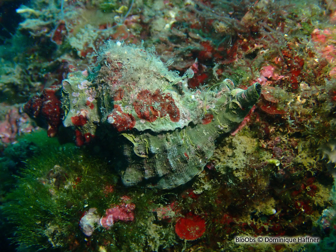 Rocher fascié - Hexaplex trunculus - Dominique Haffner - BioObs