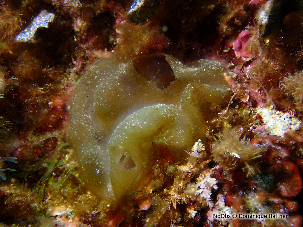 Colpoménia sinueux - Colpomenia sinuosa - Dominique Haffner - BioObs