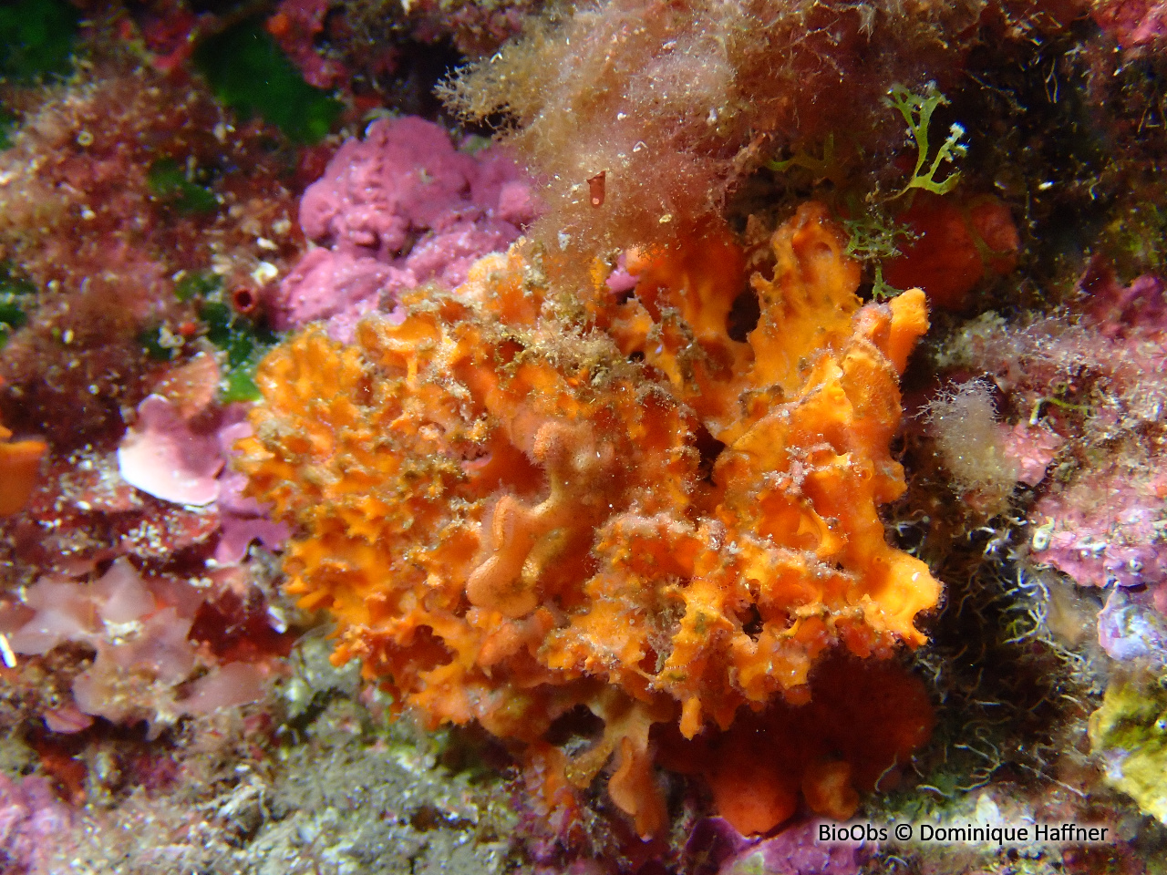 Eponge épineuse orange - Acanthella acuta - Dominique Haffner - BioObs