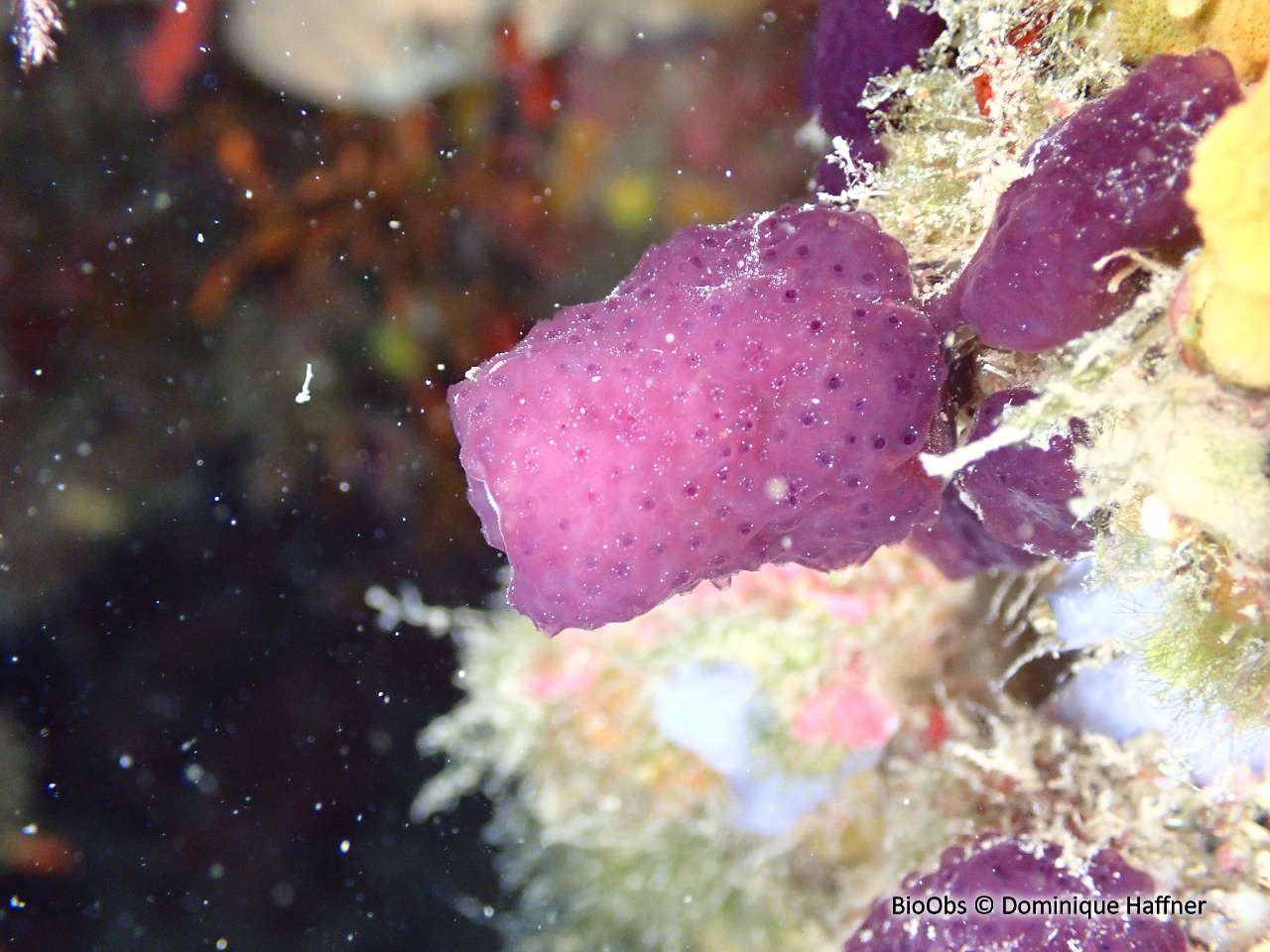 Ascidie coloniale pourpre - Cystodytes dellechiajei - Dominique Haffner - BioObs
