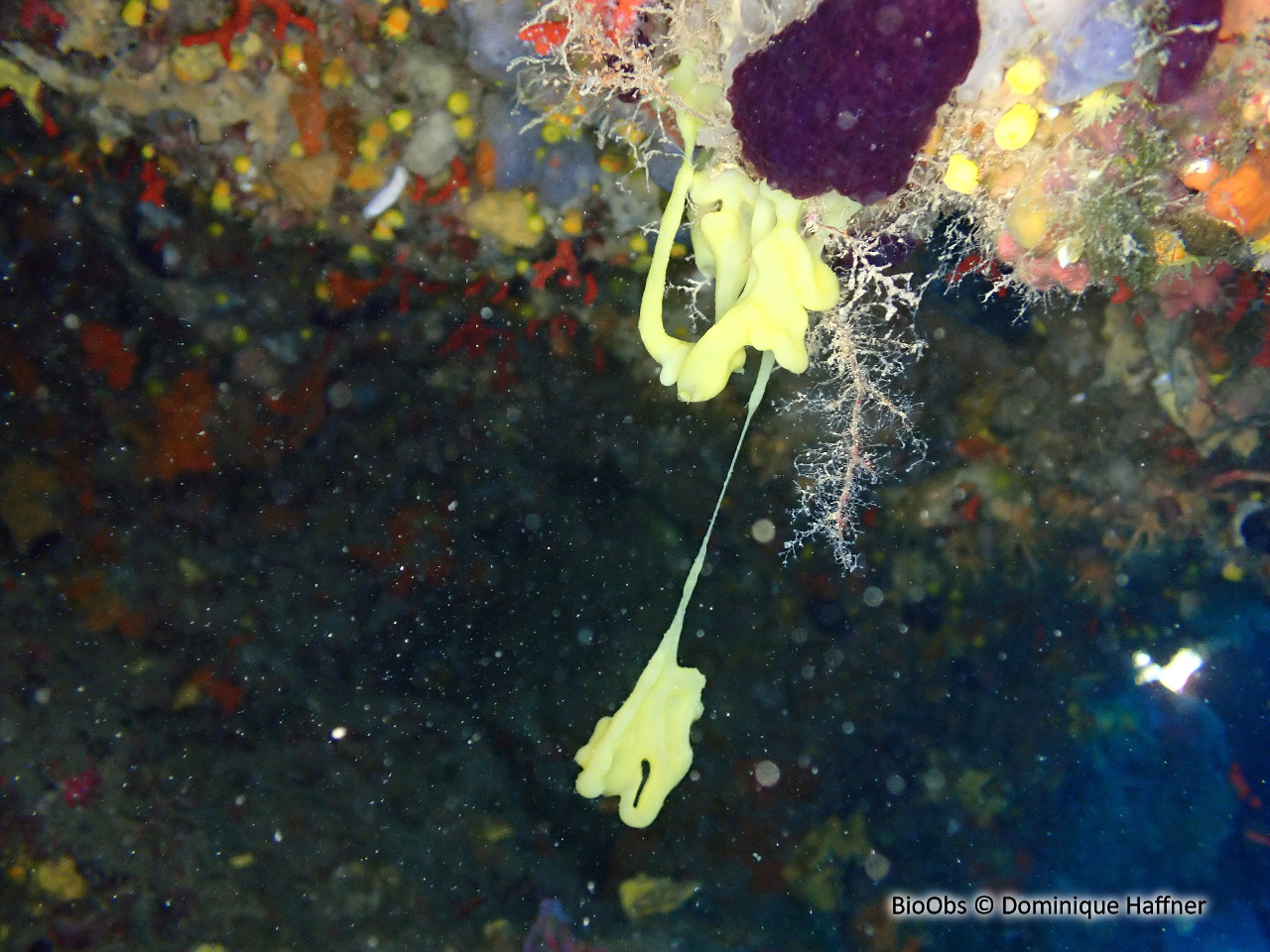 Oscarelle jaune-verdâtre - Oscarella tuberculata - Dominique Haffner - BioObs