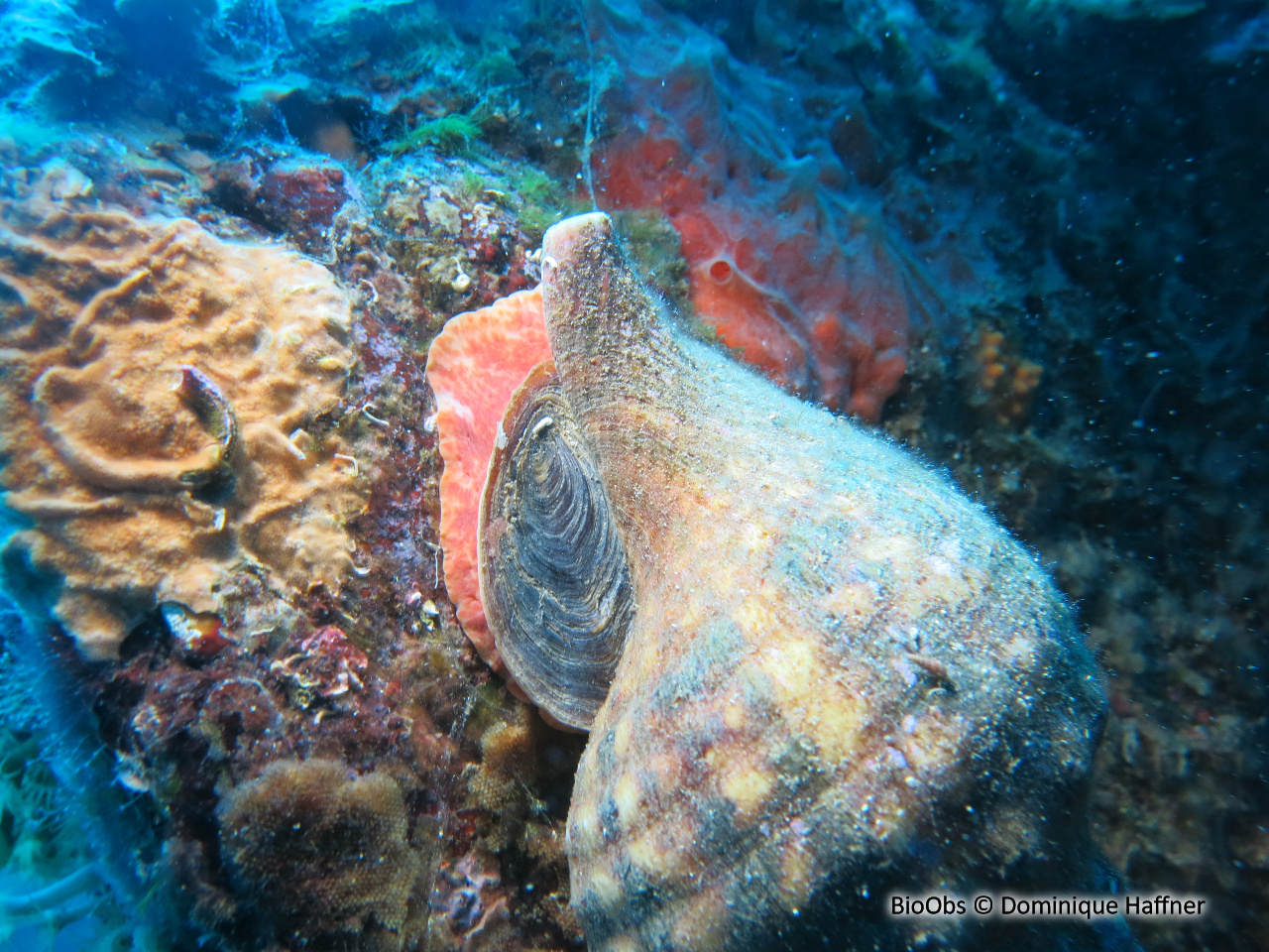 Triton, grande conque - Charonia lampas - Dominique Haffner - BioObs