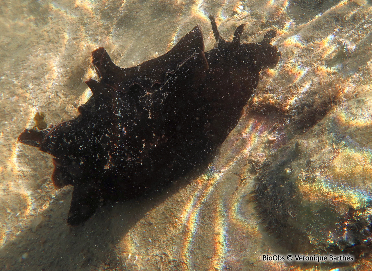 Lièvre de mer, aplysie fasciée - Aplysia fasciata - Véronique Barthès - BioObs