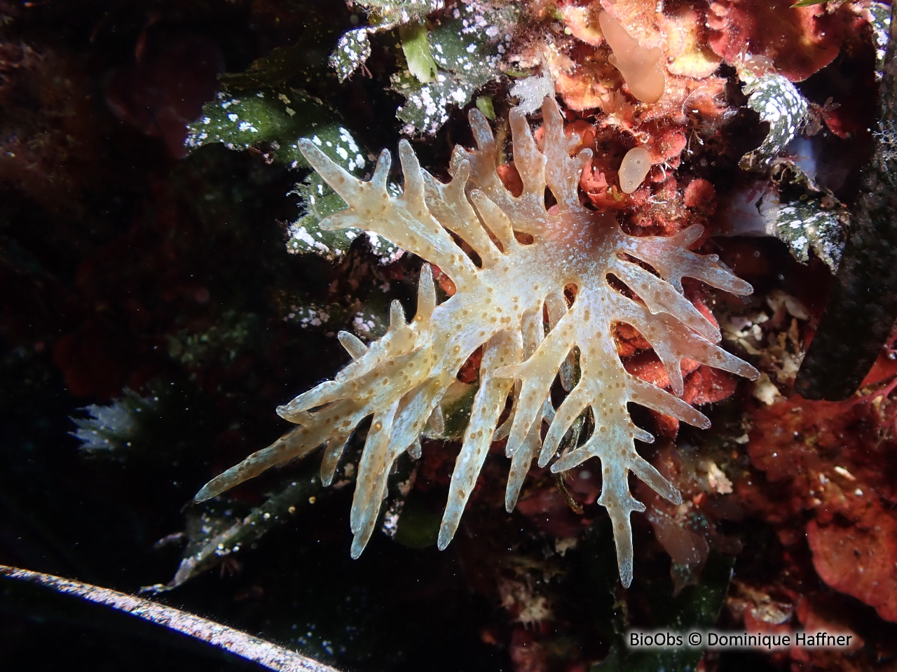 Algue branchue cartilagineuse - Chrysymenia ventricosa - Dominique Haffner - BioObs